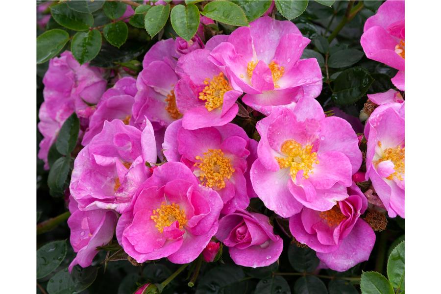 Rose Shrublet